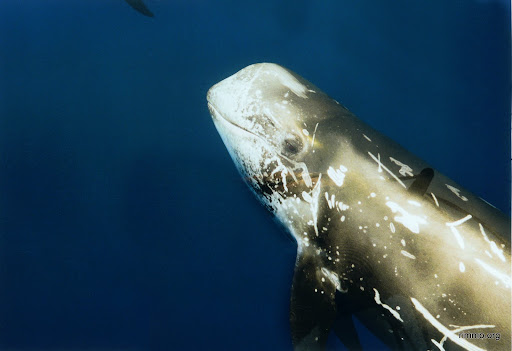 http://lh5.ggpht.com/-Kt93IsT8b6I/S2gNPmDuXdI/AAAAAAAAAcs/busQH7E6mL4/Dauphin%252520rare.jpg