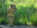 South Africa - 094.JPG
