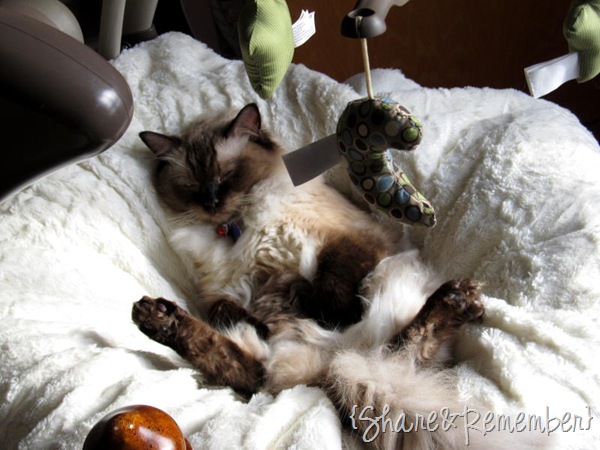 catinswing2