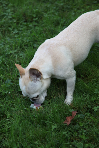 You know, Franny?  These apples really do have a wonderful flavor.