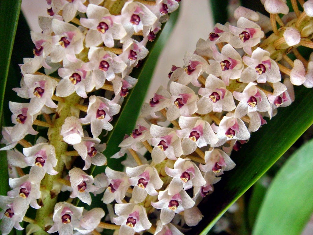 [OR%2520Eria%2520hyacinthodes%255B4%255D.jpg]