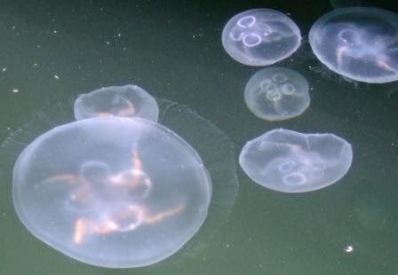 [jellyfishimagesaurelia42.jpg]