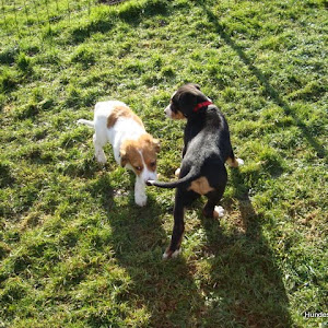Welpen Januar 2011