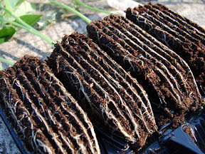 Rootrainers - Compact root system