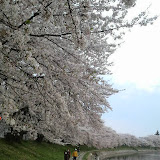 20090408_sakura