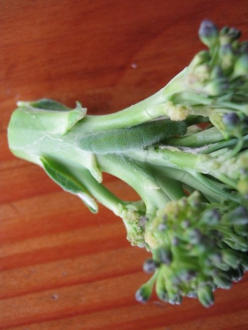 Brocwithcaterpiller
