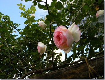 DSCN5831 DSCN5831