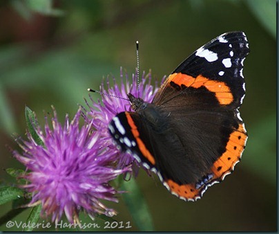14-red-admiral