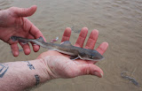 baby lemon shark