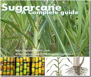 Sugarcane a complete guide