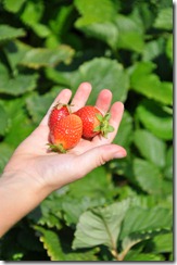 Strawberry Picking May 2011 28
