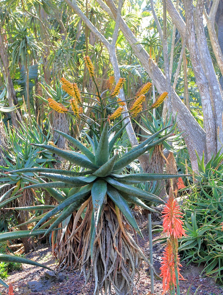 [130403_Lotusland_Aloe-Garden_PM_252.jpg]