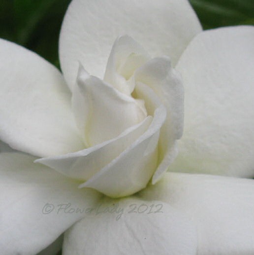 [05-13-first-gardenia2%255B5%255D.jpg]