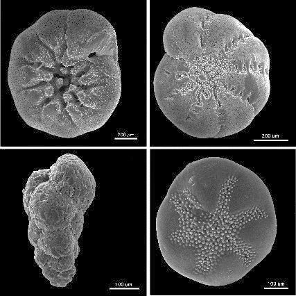 [Benthic_foraminifera%255B4%255D.jpg]