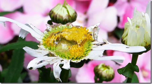 margriet-1