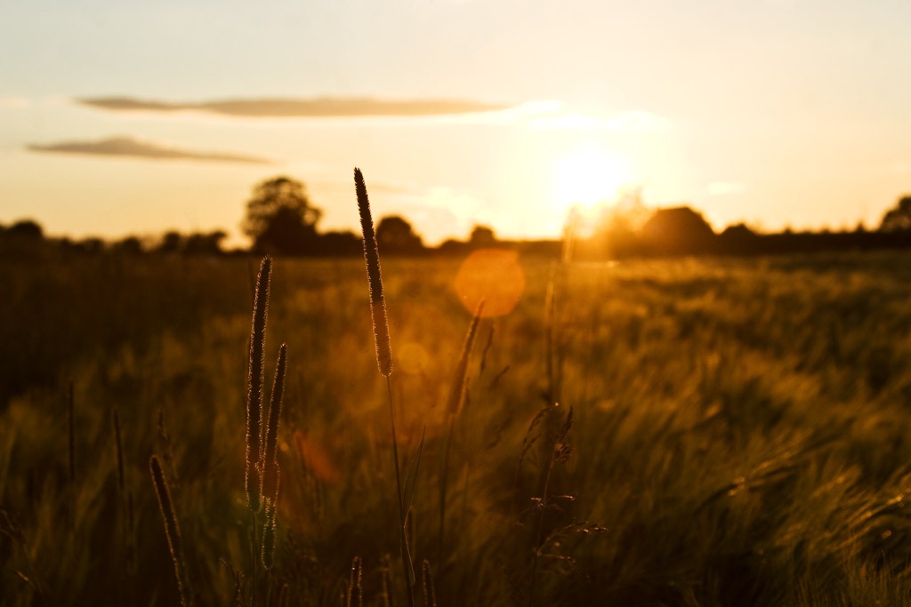[Summer-Barley-7%255B4%255D.jpg]