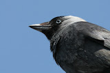 Crow - Terschelling, the Netherlands