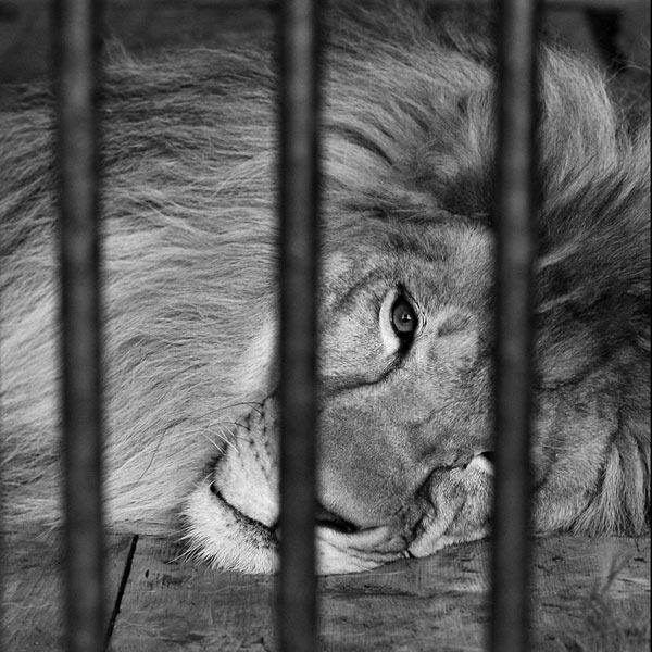 [lion-inside-cage%255B5%255D.jpg]