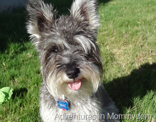pictures taken with the help of my adorable dog pictures taken with the help of my adorable dog