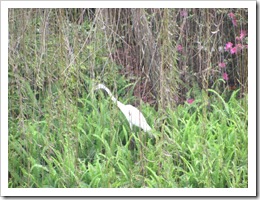 Florida vacation 3.12 white heron 1