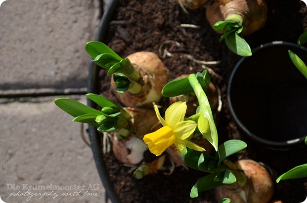 DIY Frühlingskuchen (5)