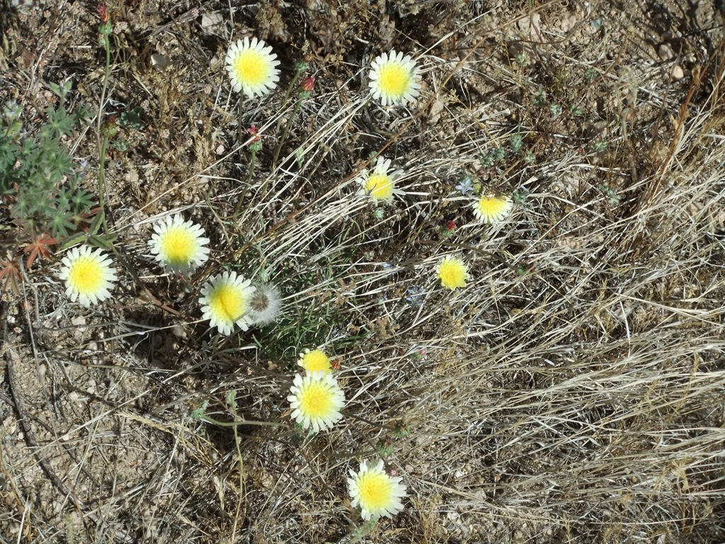 [Desert%2520Dandelions%25204-21-2013%25209-36-45%2520AM%25201951x2671%255B3%255D.jpg]