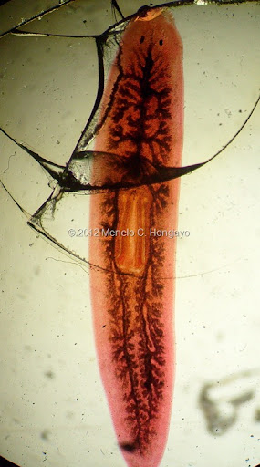 Dugesia Sp