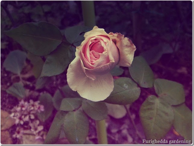 old roses, rose antiche, rosa di Paolina Bonaparte
