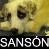SANSON SANSON