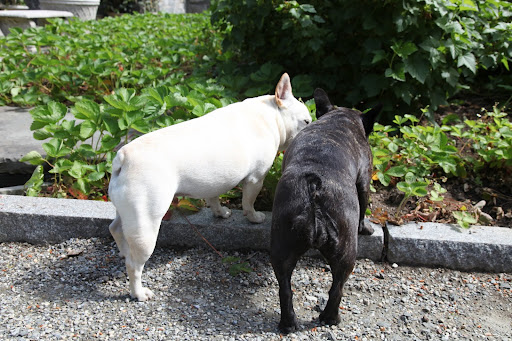 Francesca, let's pick the ripe strawberries and take them to the kitchen!