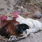 IMG_5743.JPG