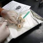brain_dissecting.JPG