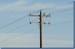 7196 Texas - US-77 North - bird of prey 7196 Texas - US-77 North - bird of prey