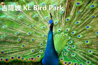 Kl bird park Kl bird park