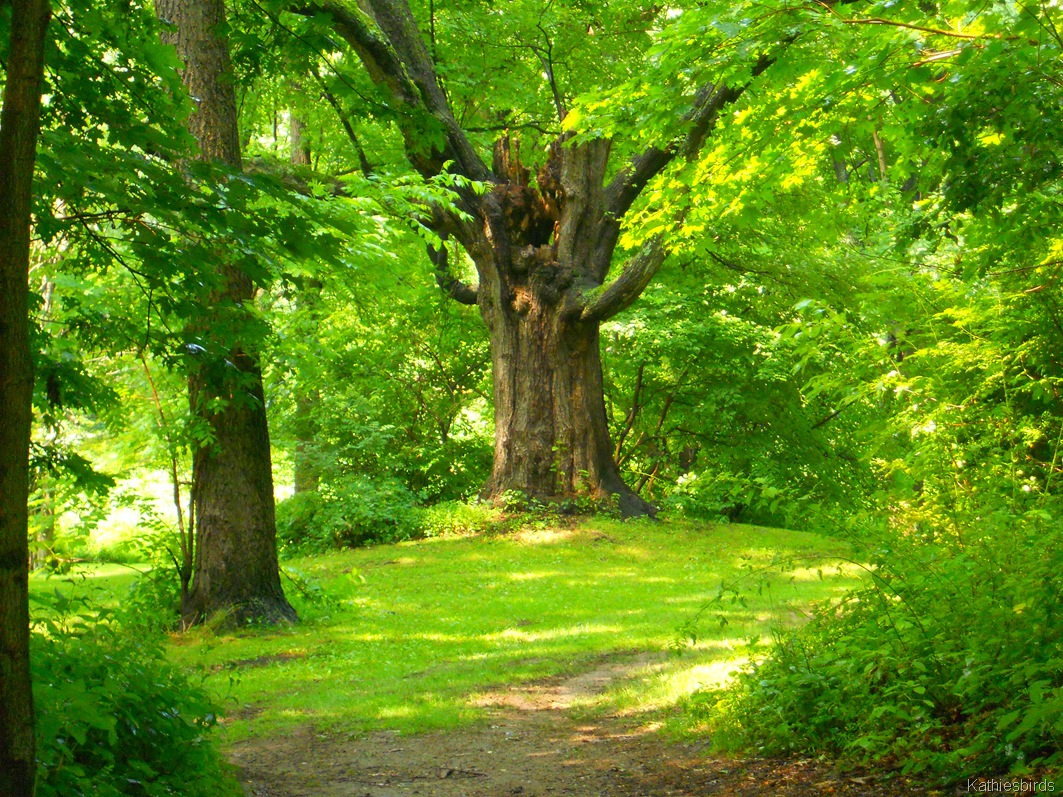 [9.%2520ghost%2520tree-kab%255B6%255D.jpg]