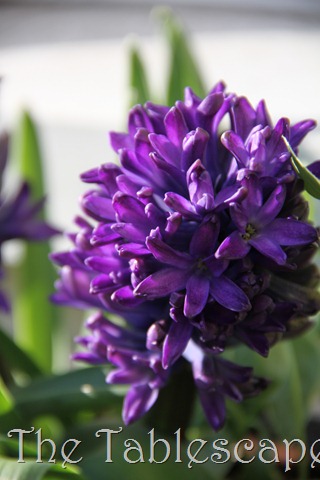 [Easter-is-Upon-Us-0213.jpg]