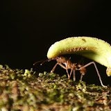 A leaf cutter ant carries plant material to his nest.  Leaf cutter ants cultivate fungus on leaves they bring into their nests.