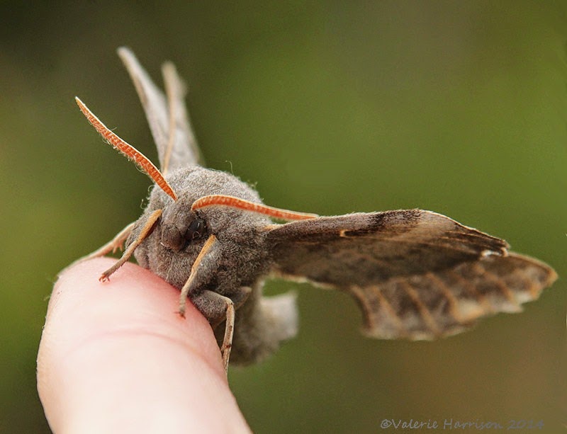 [Poplar-hawkmoth-3%255B2%255D.jpg]