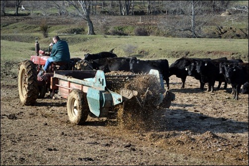 feeding silage