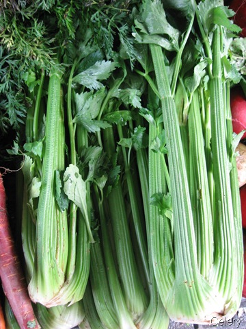 [CELERY%255B1%255D.jpg]