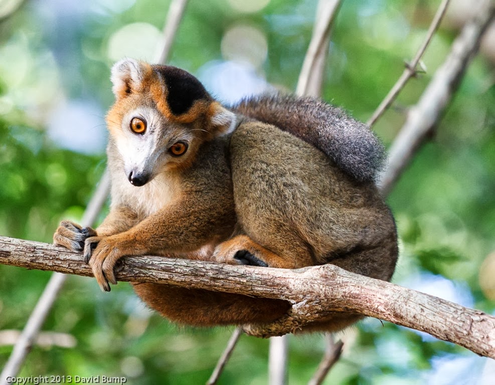[Crowned-Lemur3.jpg]