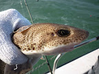 Image214.jpg