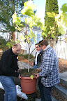 Wow!  It's a potted fig tree.  One can never have too many fig trees.