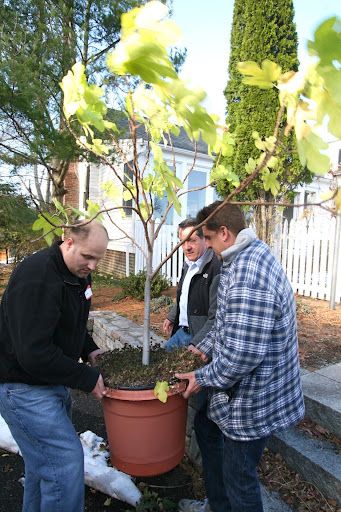 Wow!  It's a potted fig tree.  One can never have too many fig trees.