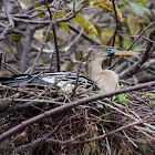 Anhinga