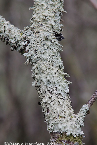 [32-lichen%255B2%255D.jpg]