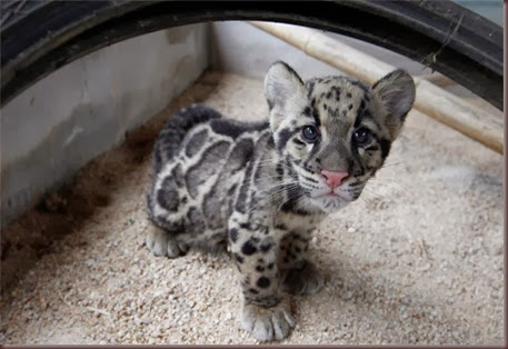 Amazing Animal Pictures Clouded Leopard (11)
