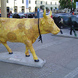 Europe Trip - Cows - cow9.JPG