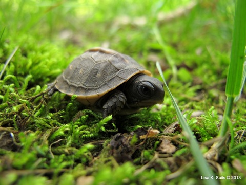 baby box turtle profile