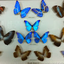 Morpho